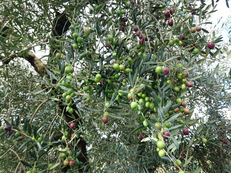 イタリア産オリーブ実・ITRANAイトラナ種の塩漬けオリーブ50g