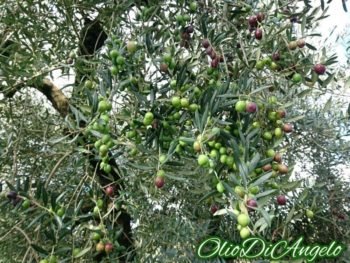 イトラナ種オリーブの木